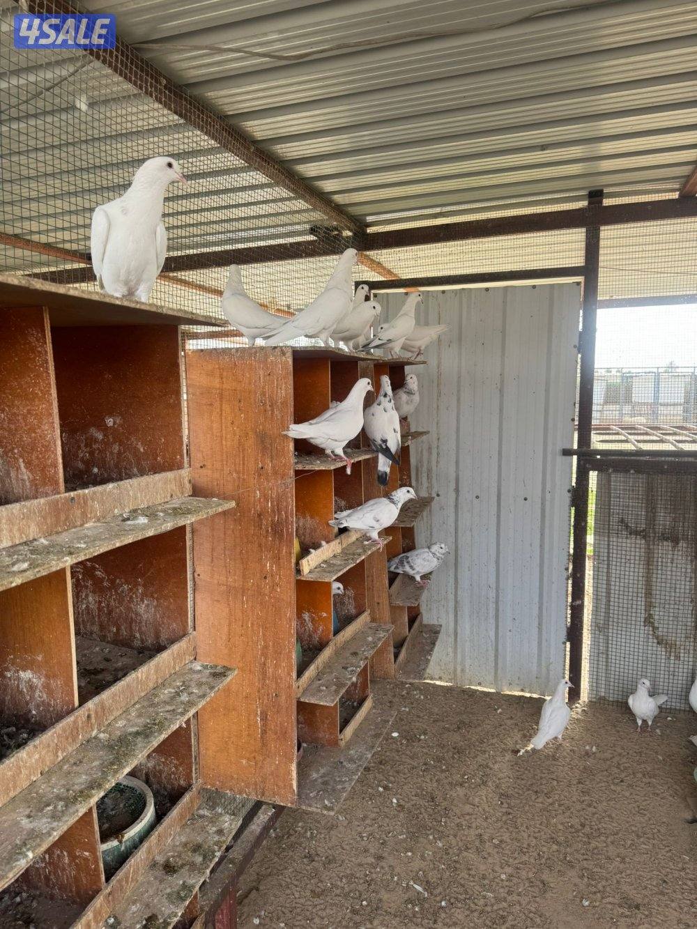 حمام للبيع انواع واحجام7