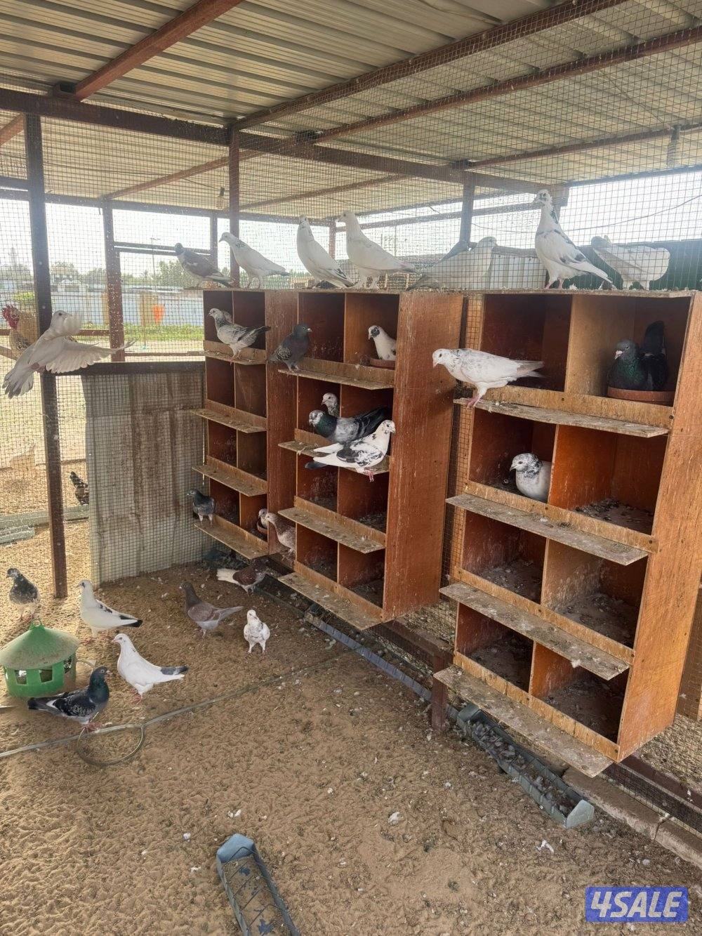 حمام للبيع انواع واحجام8