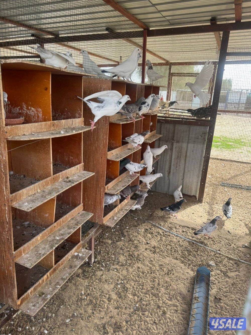 حمام للبيع انواع واحجام9