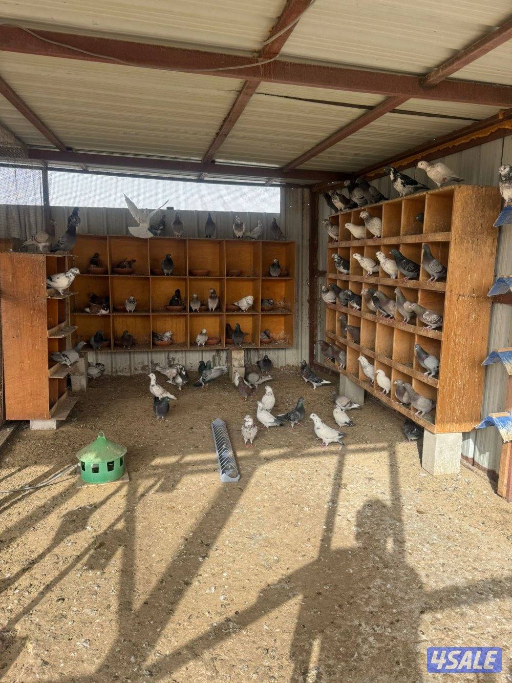 حمام للبيع انواع واحجام10