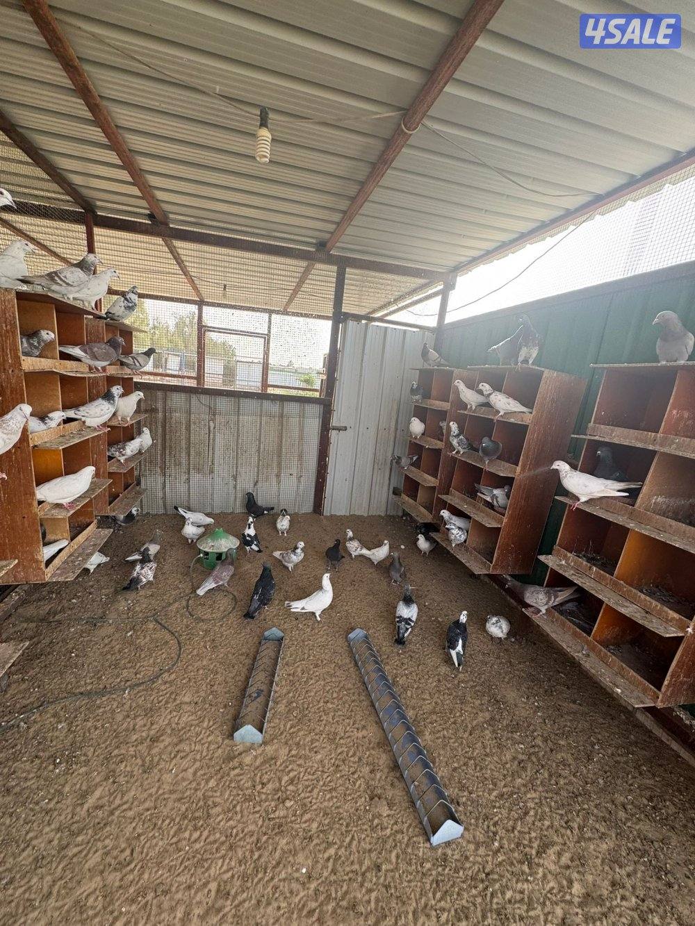 حمام للبيع انواع واحجام11