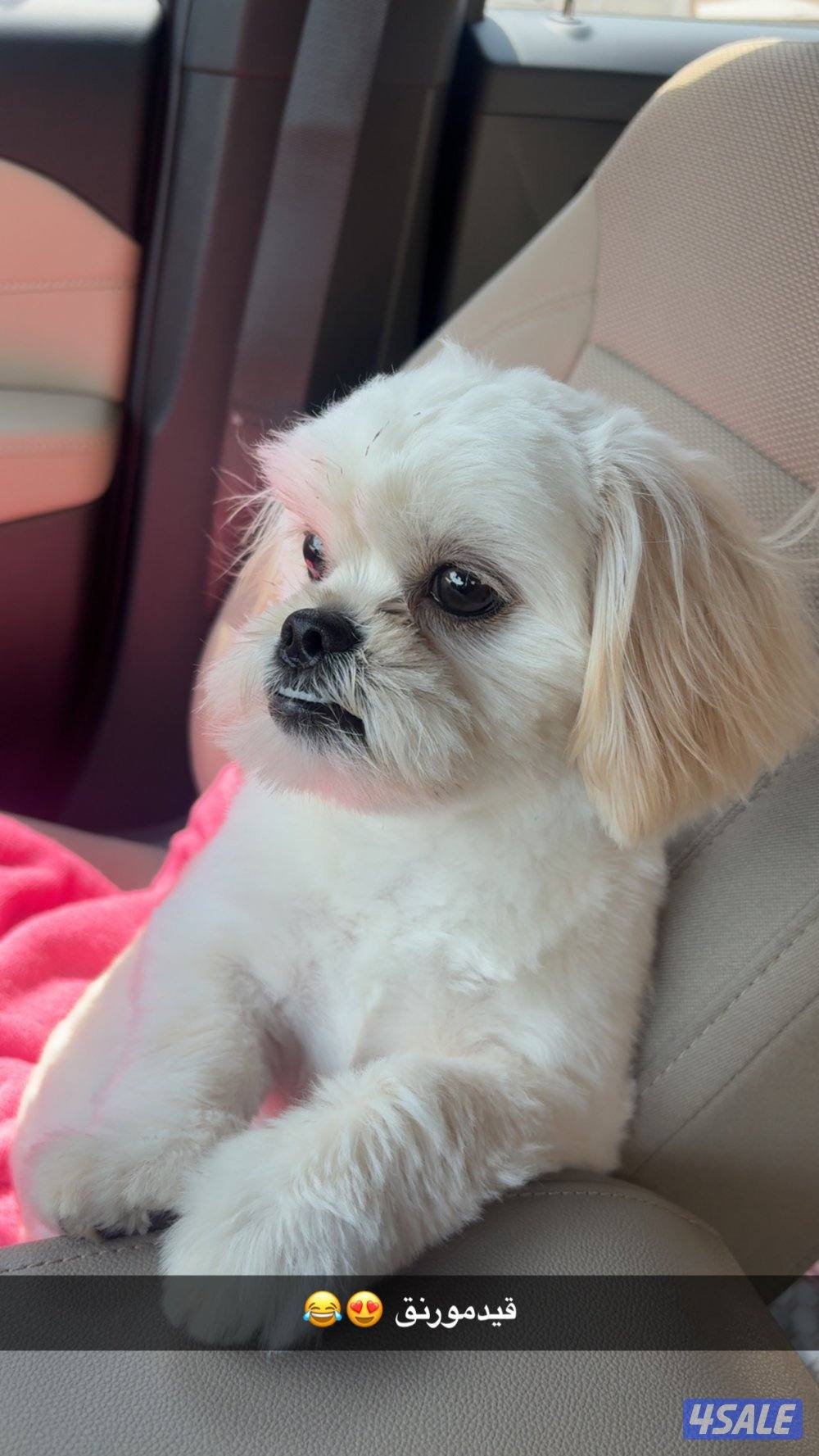 شيتزو ذكر مطعم جميع التطعيمات ٩ شهور لعوب ويحب الأطفال1