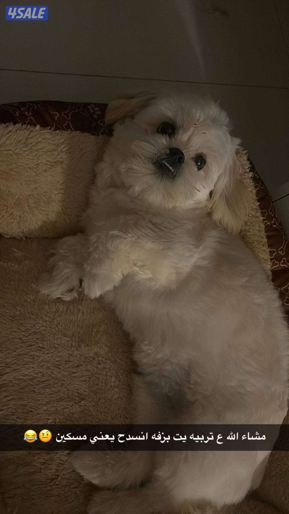 شيتزو ذكر مطعم جميع التطعيمات ٩ شهور لعوب ويحب الأطفال2