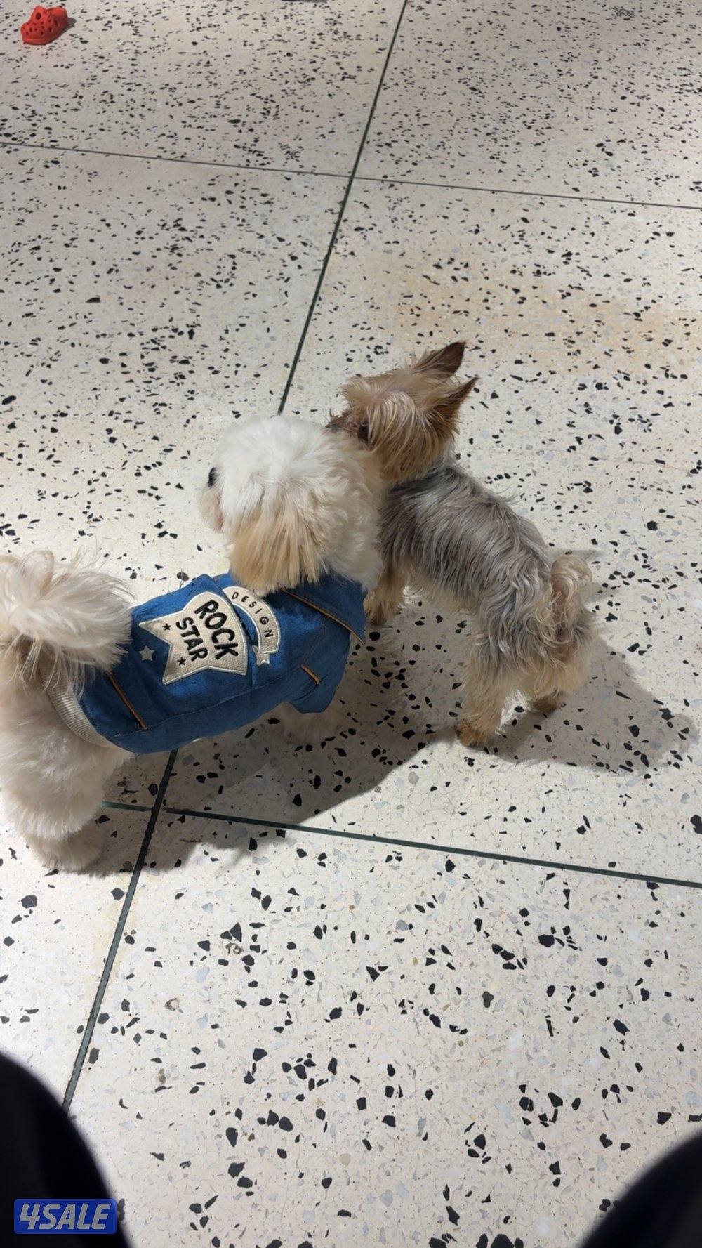 شيتزو ذكر مطعم جميع التطعيمات ٩ شهور لعوب ويحب الأطفال3