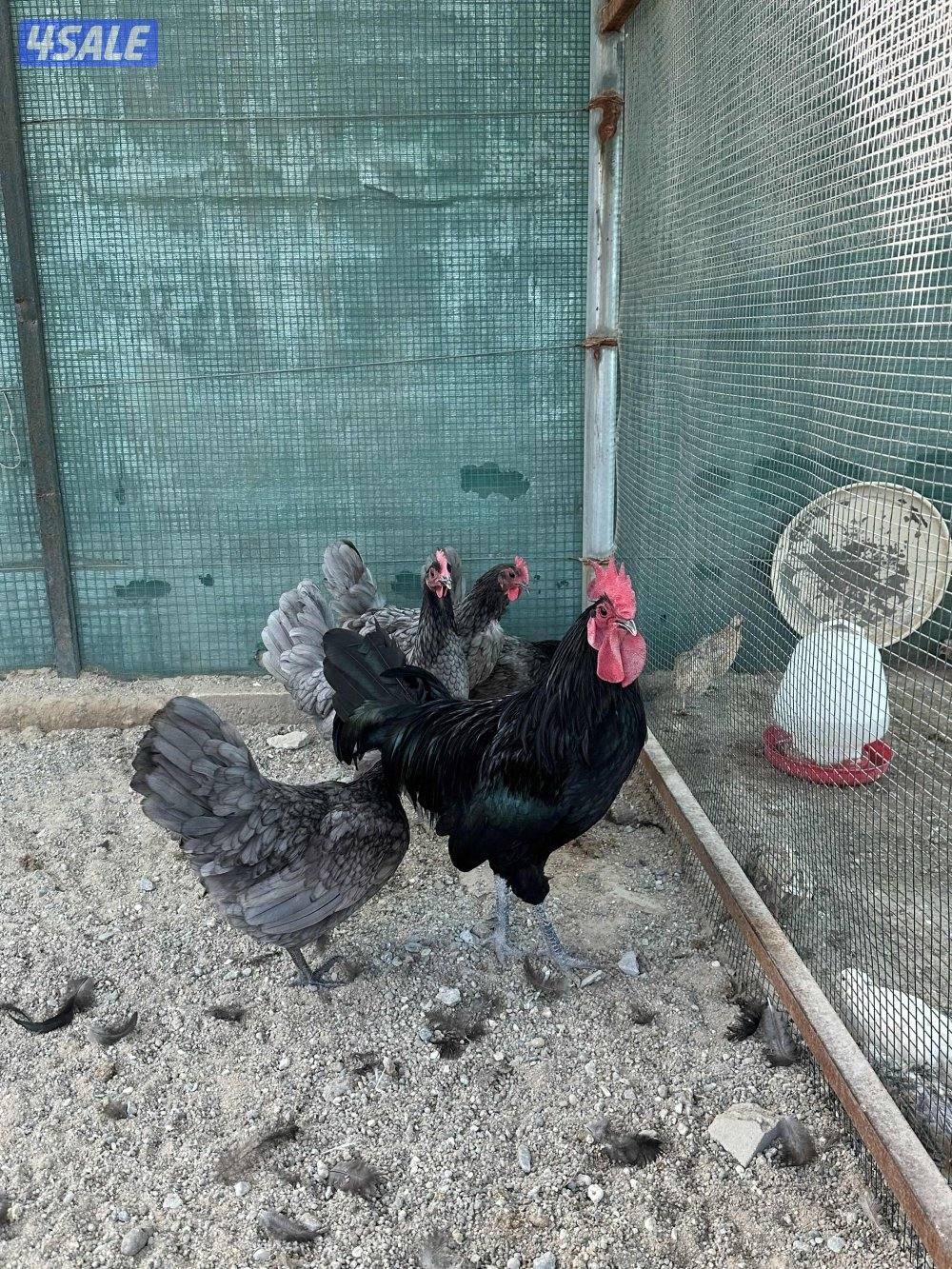 للبيع مجموعة دجاج الأسترالوب الأسترالية المكان مزارع الوفرة0