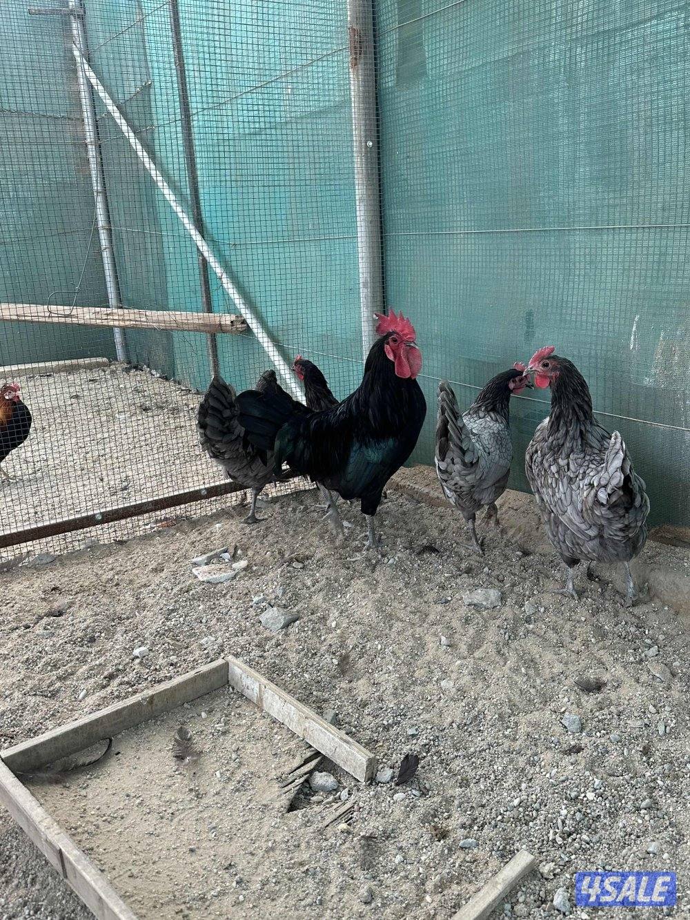 للبيع مجموعة دجاج الأسترالوب الأسترالية المكان مزارع الوفرة2