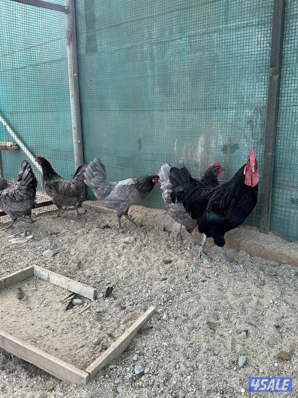 للبيع مجموعة دجاج الأسترالوب الأسترالية المكان مزارع الوفرة3