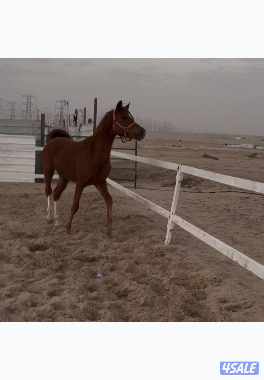 فحل بولش البيعه بلدي  مواليد 21 شرط السلم0