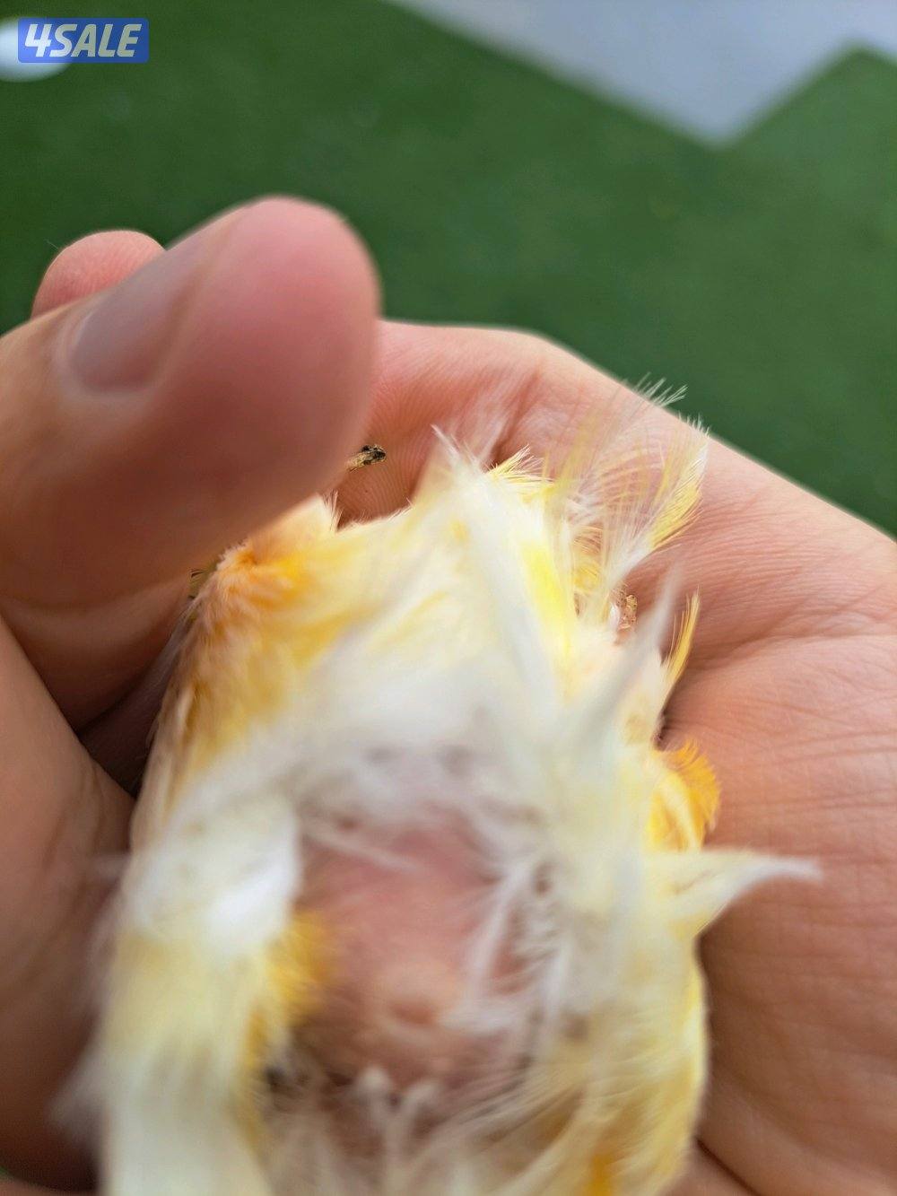 زوج كناري + نثيه جاهزه + افحل تغريد0