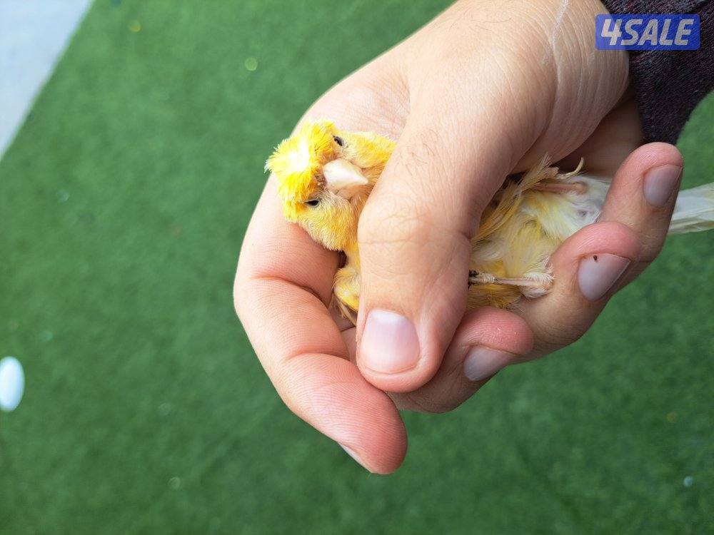 زوج كناري + نثيه جاهزه + افحل تغريد1