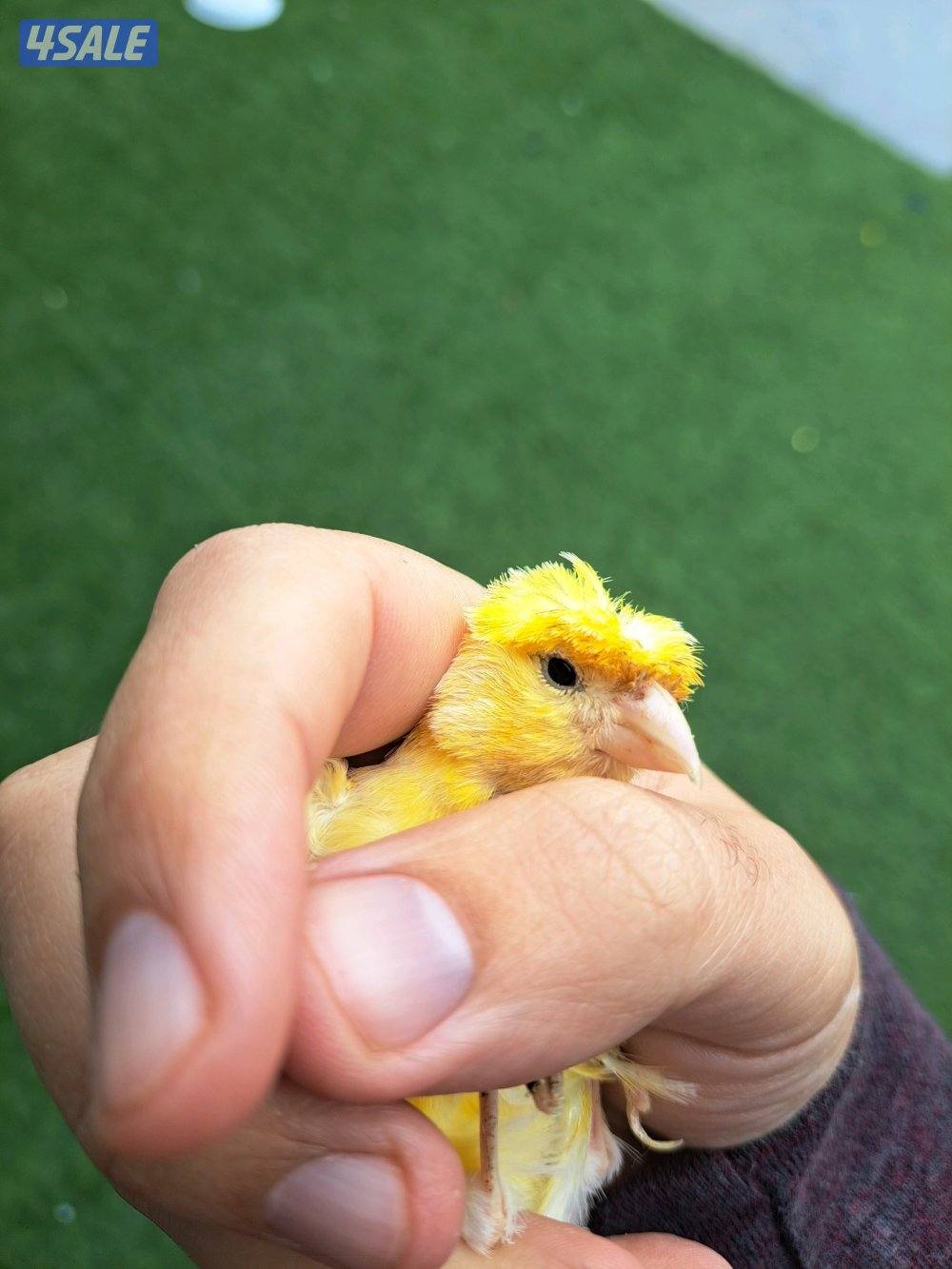 زوج كناري + نثيه جاهزه + افحل تغريد2