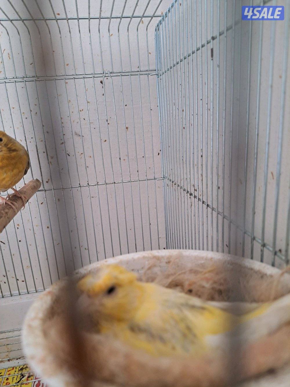 زوج كناري + نثيه جاهزه + افحل تغريد4