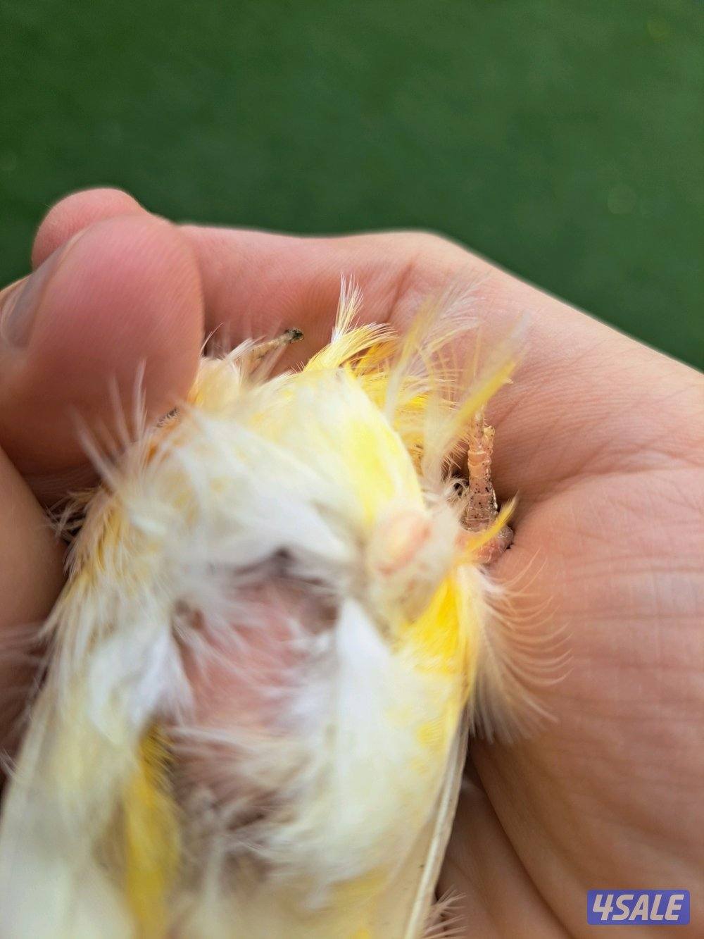 زوج كناري + نثيه جاهزه + افحل تغريد3