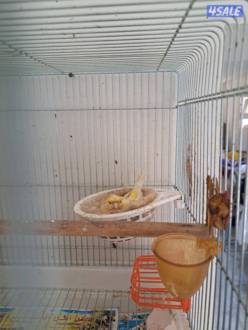 زوج كناري + نثيه جاهزه + افحل تغريد5