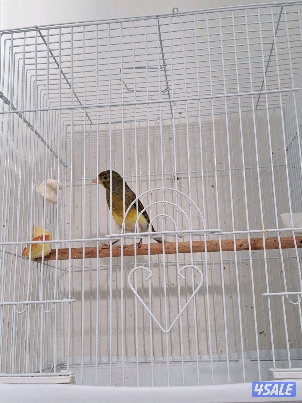 زوج كناري + نثيه جاهزه + افحل تغريد6