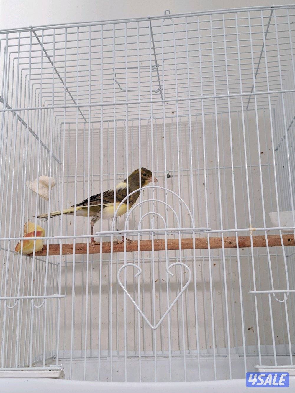 زوج كناري + نثيه جاهزه + افحل تغريد7