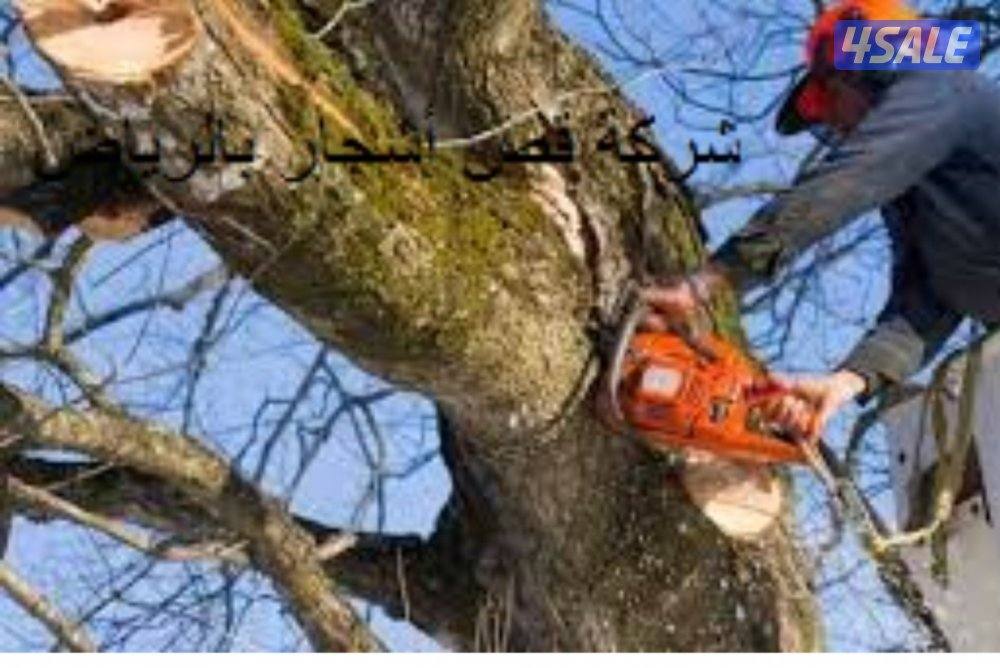 متخصصون بقص الاشجار الكبيره0