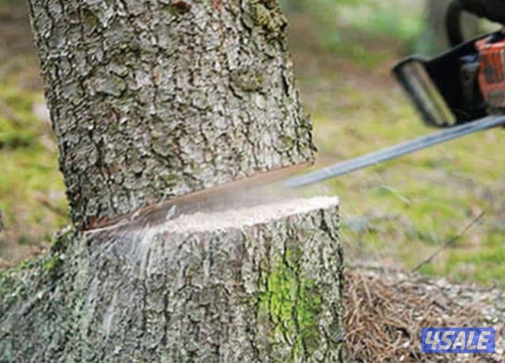 متخصصون بقص الاشجار الكبيره1