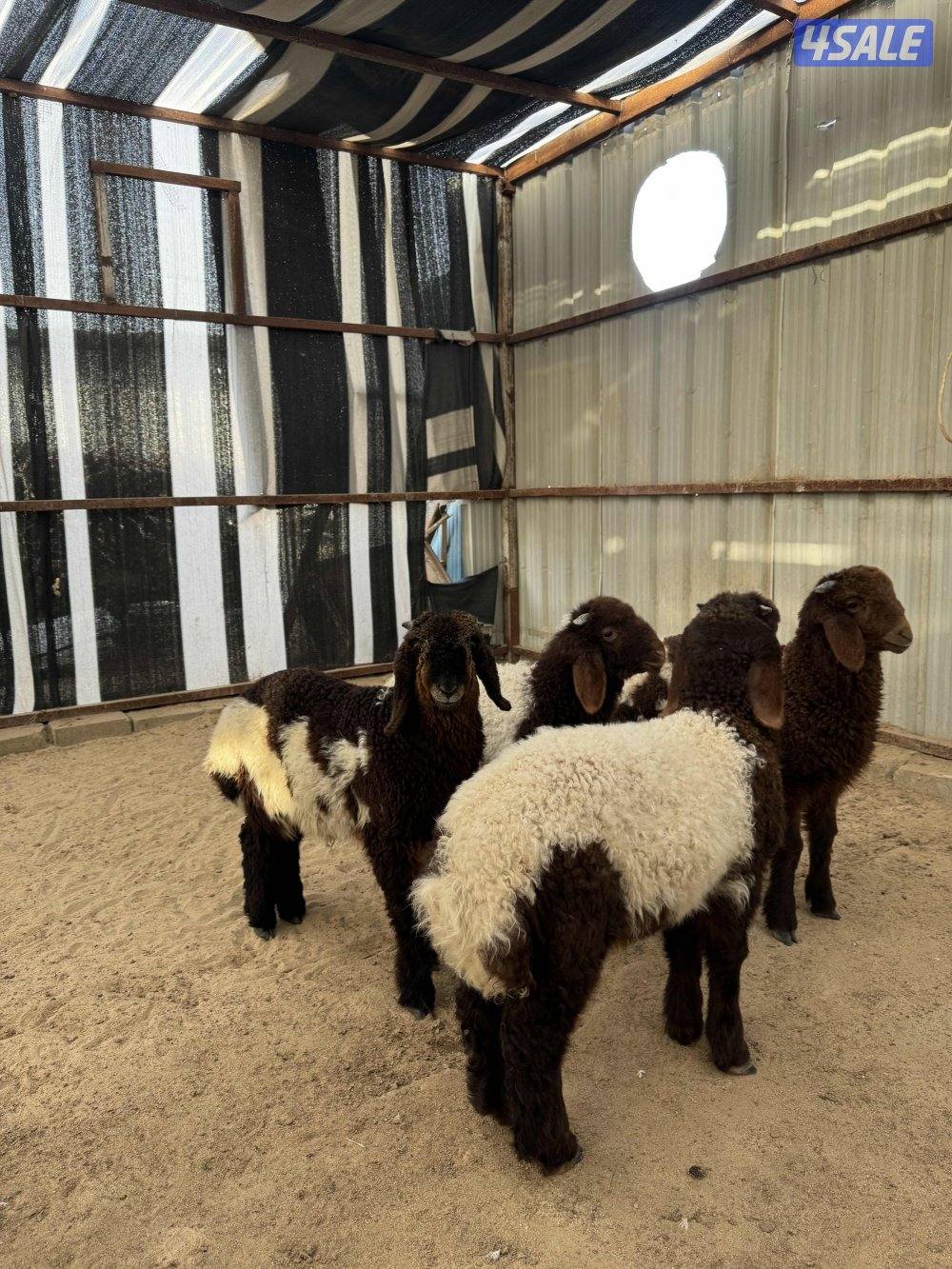 للبيع طليان العبدلي0