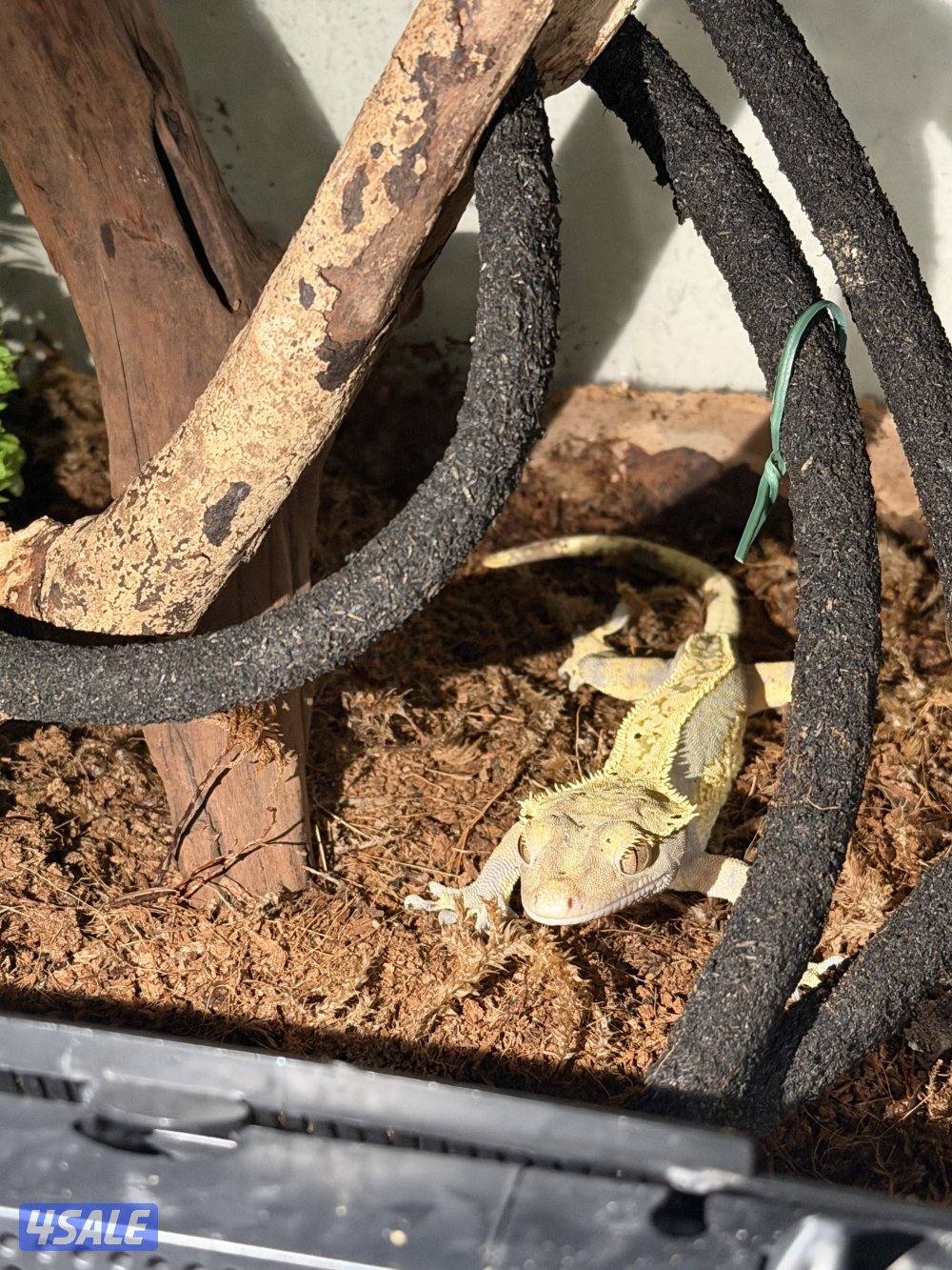 ليبرد قيكو كسرتد فيكو0