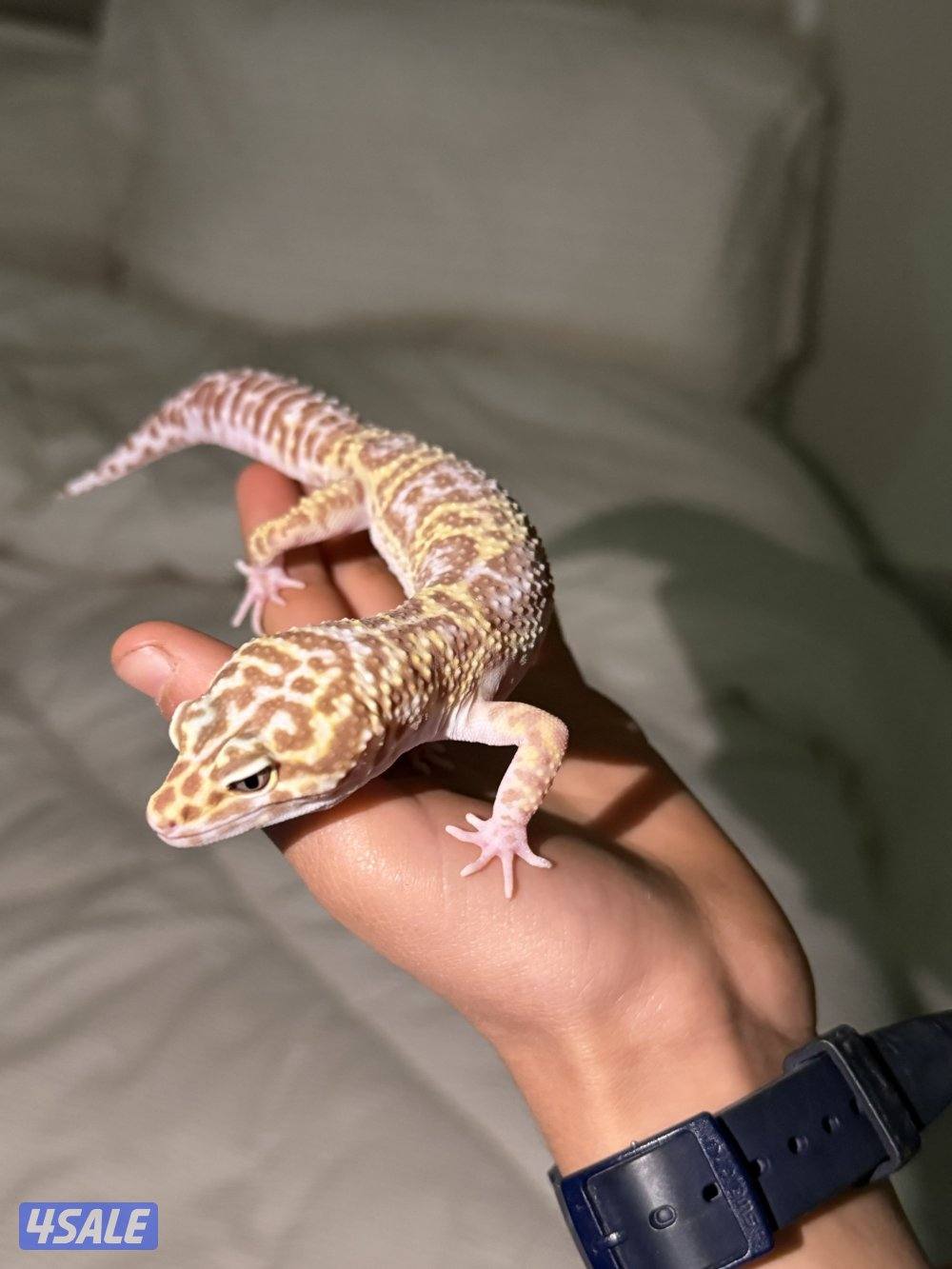 ليبرد قيكو كسرتد فيكو1