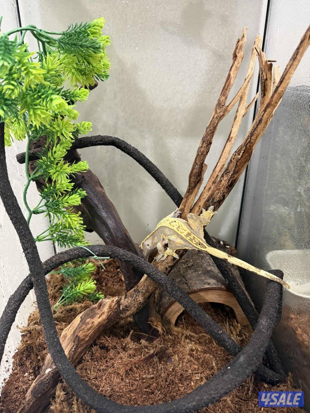 ليبرد قيكو كسرتد فيكو2