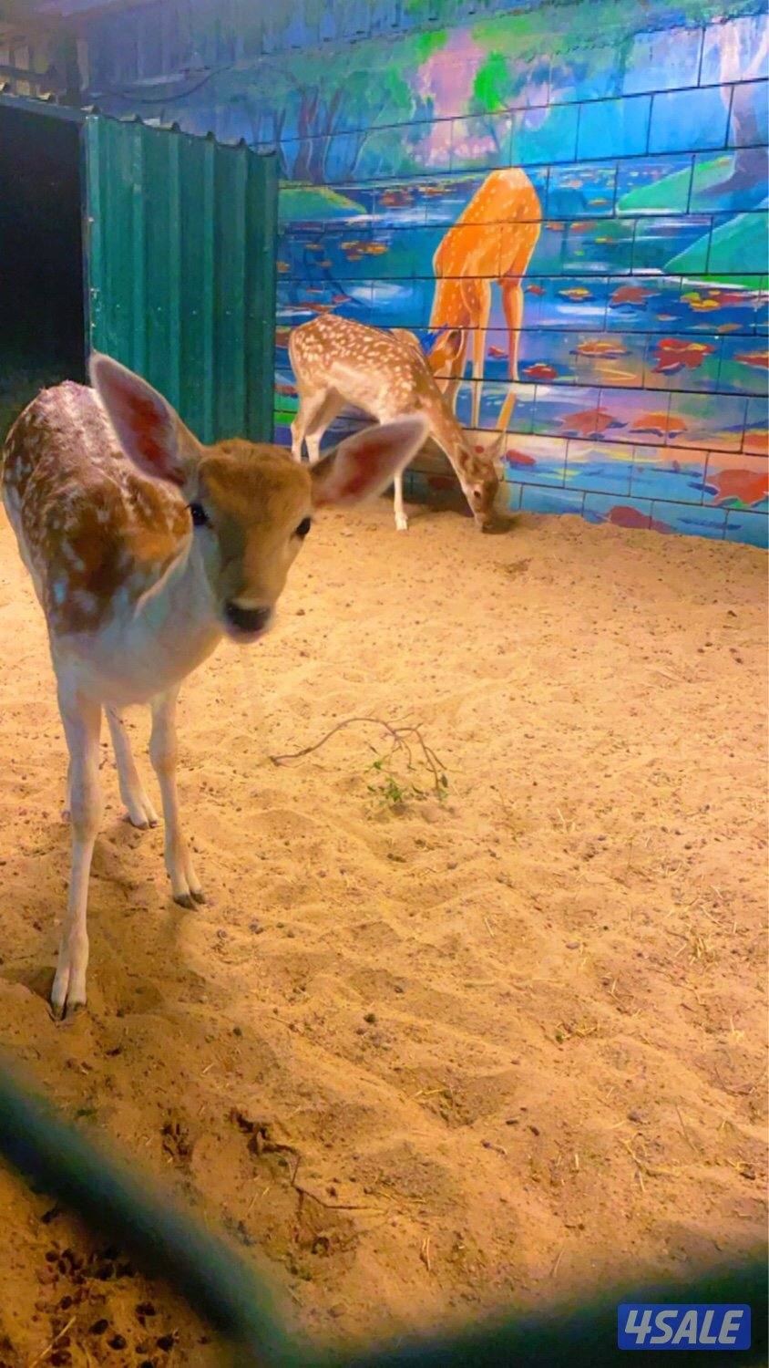 استراحة چيلان للعائلات7