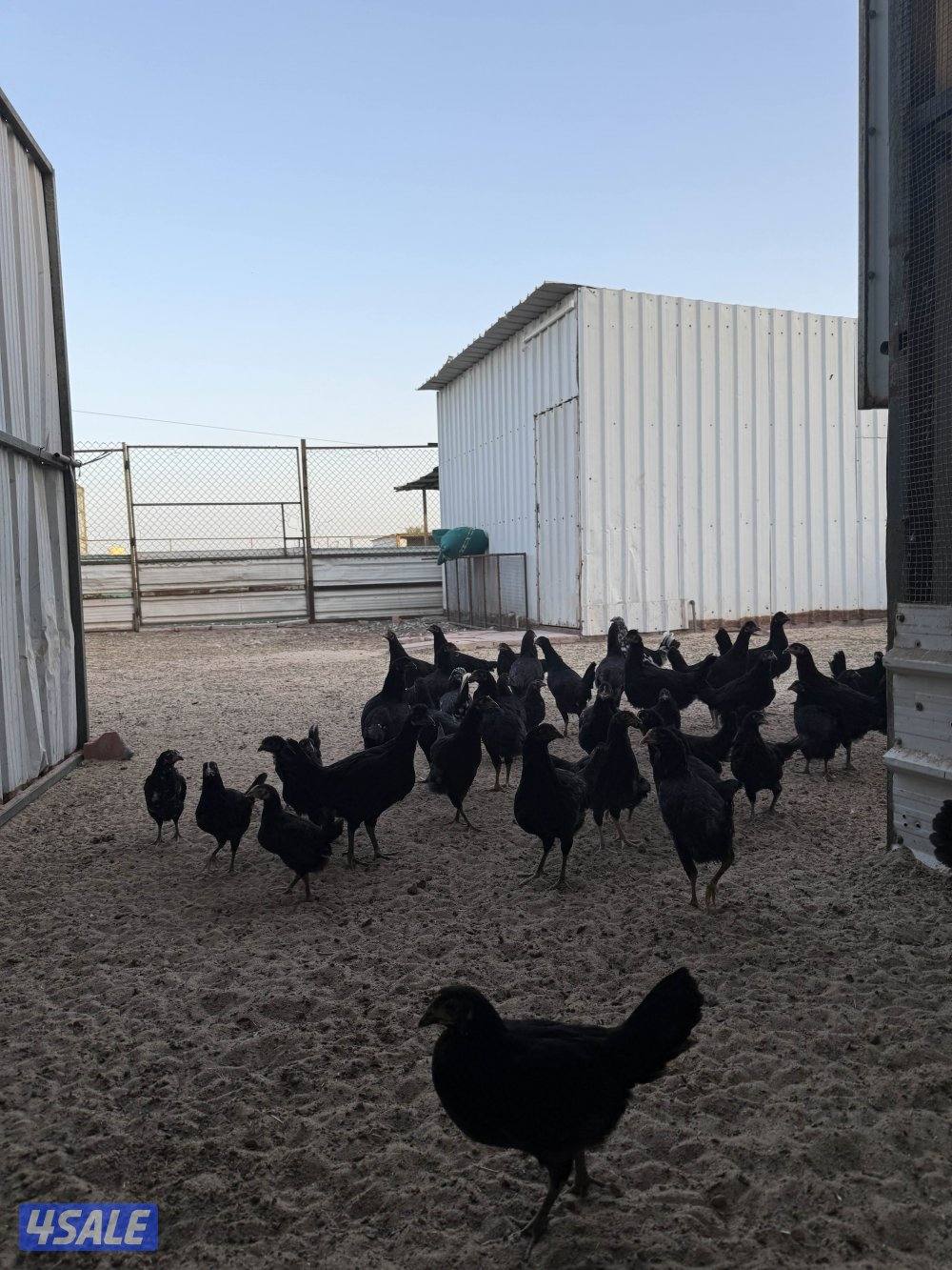 دجاج عراقي و فروخ و بيض0