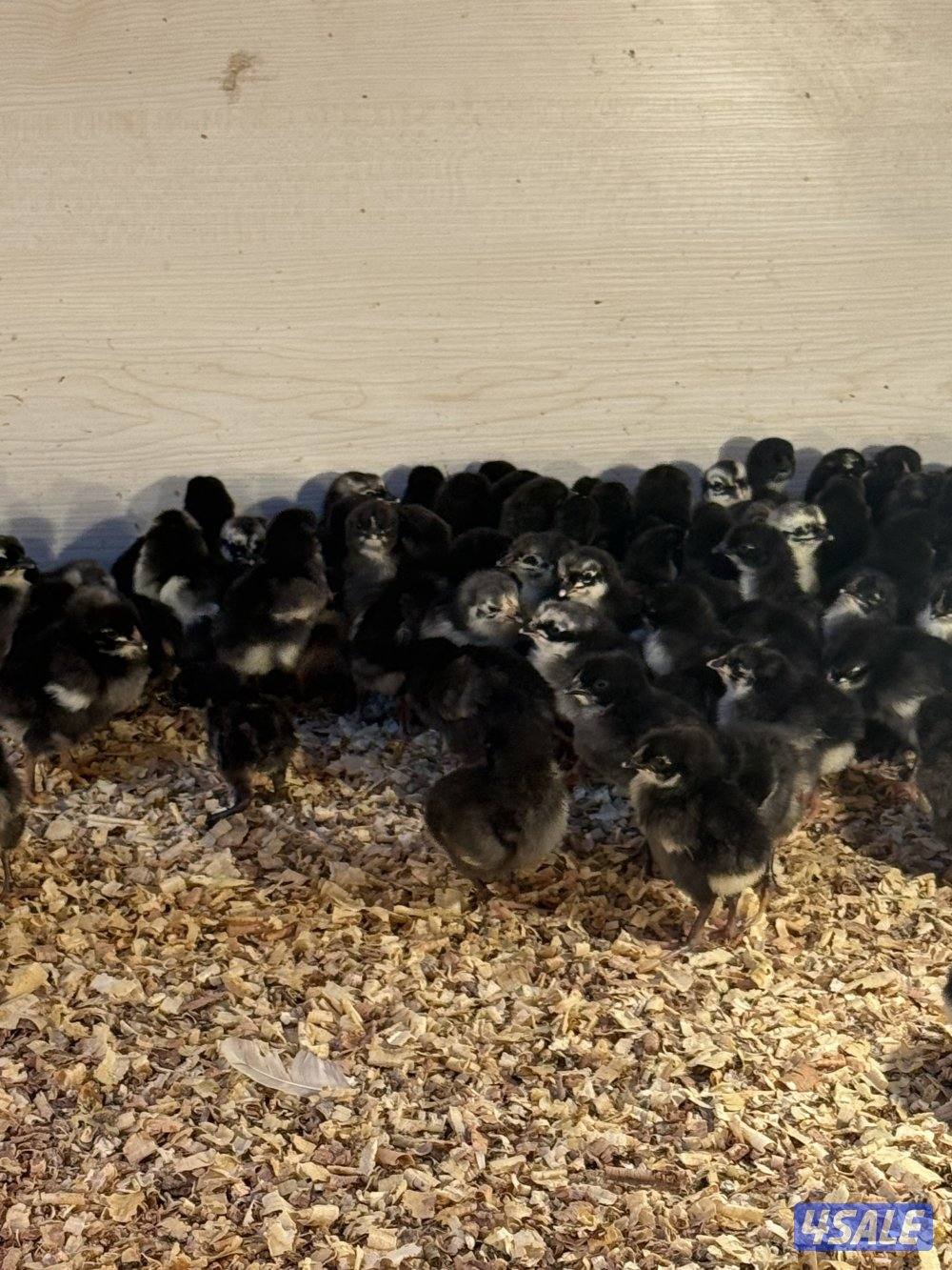 دجاج عراقي و فروخ و بيض1