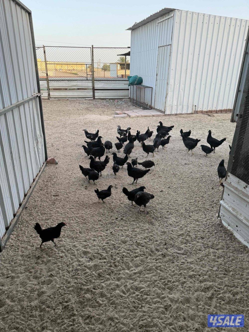 دجاج عراقي و فروخ و بيض2