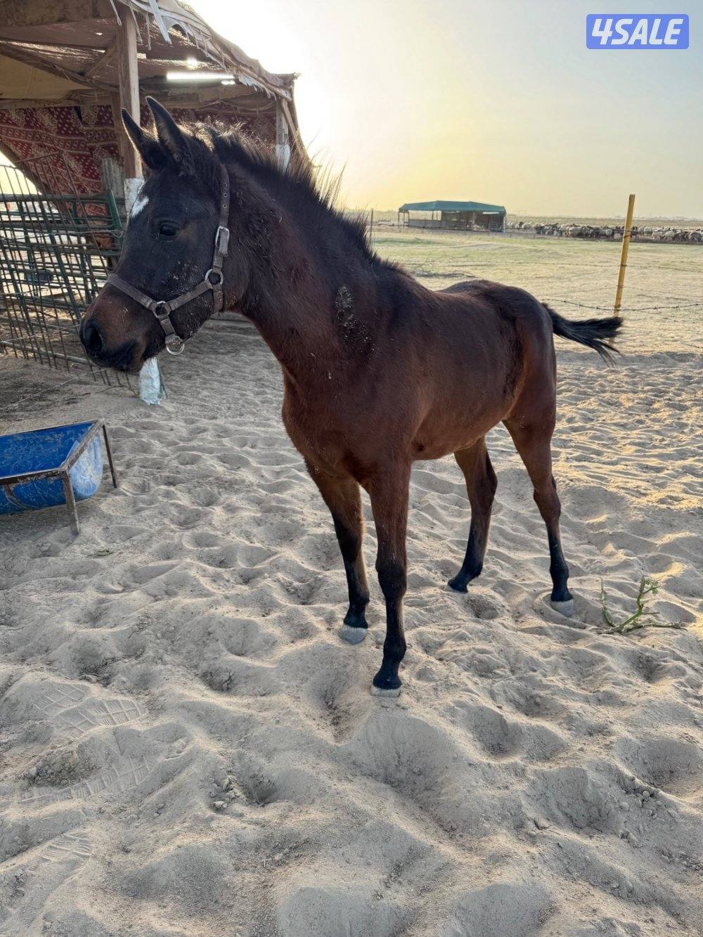 للبيع فرس مصريه بيور0