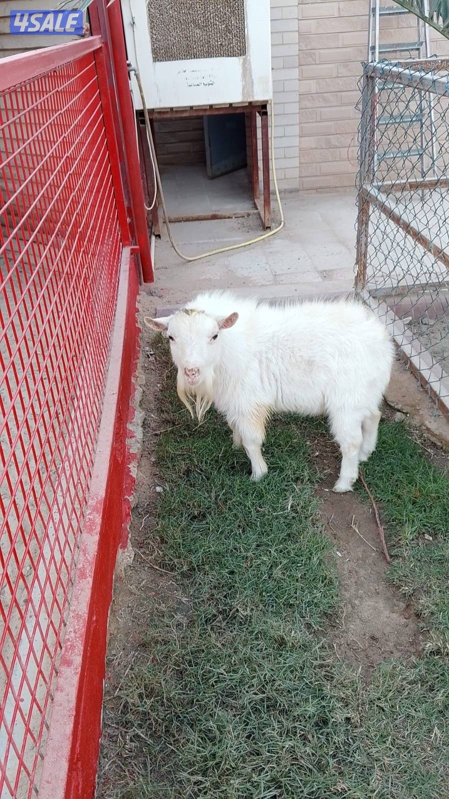 للبيع فحل جيكي1