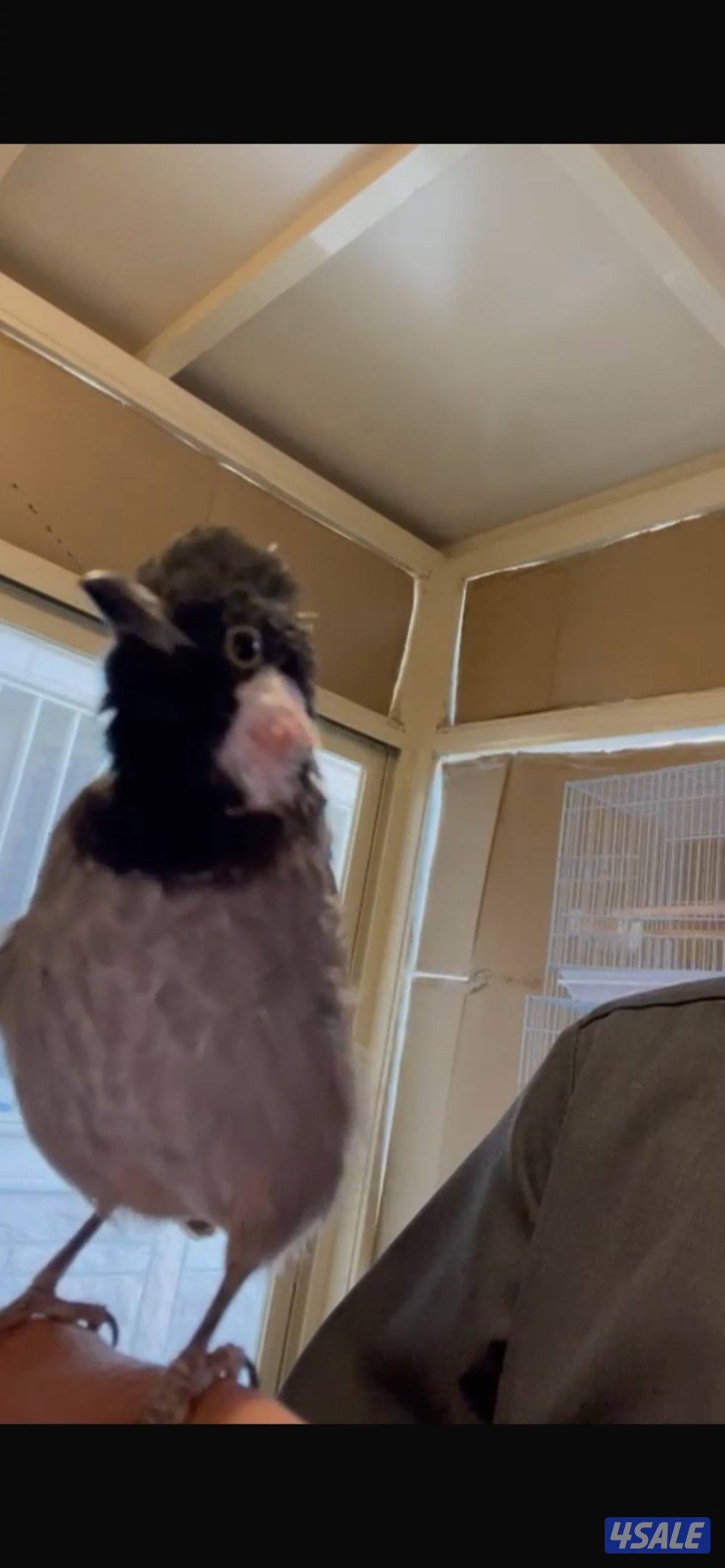 بلابل نفش تحيه0