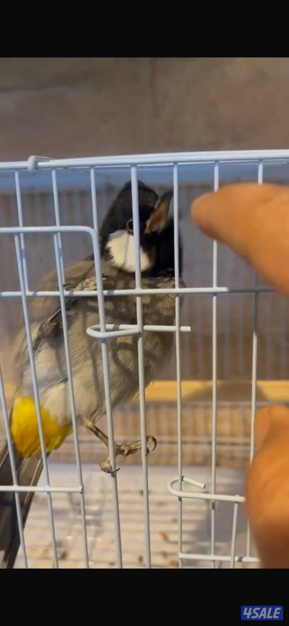 بلابل نفش تحيه2