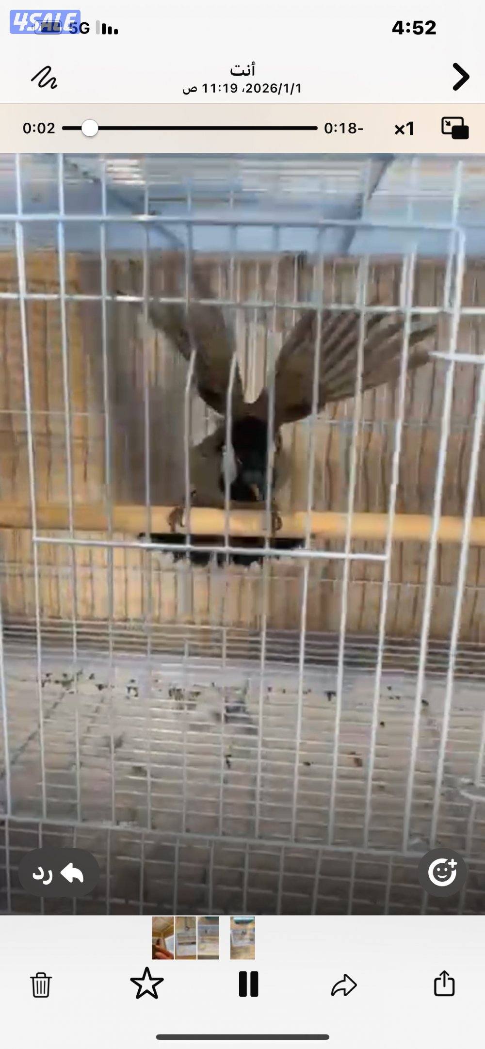 بلابل نفش تحيه3