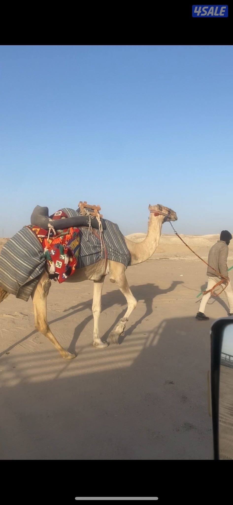 رحول ابل هاديه لحقه ولاد قريب شهر ٢ السعر ٧٥٠دينار المكان المطلاع0