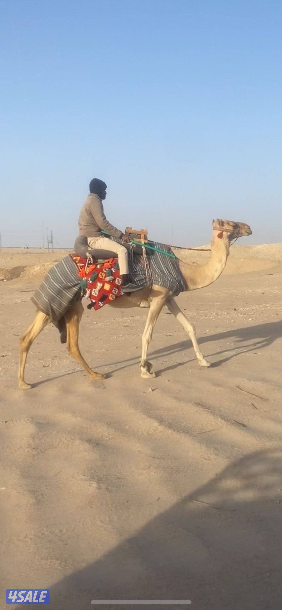 رحول ابل هاديه لحقه ولاد قريب شهر ٢ السعر ٧٥٠دينار المكان المطلاع2