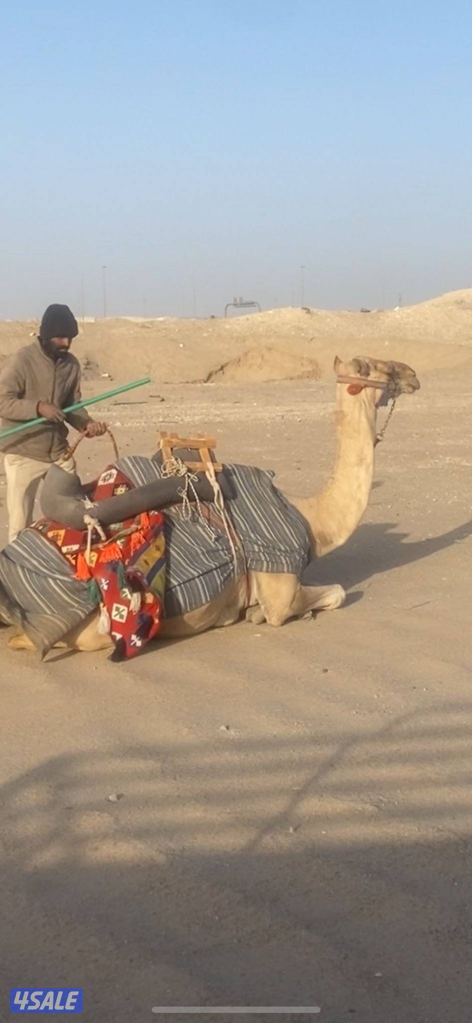 رحول ابل هاديه لحقه ولاد قريب شهر ٢ السعر ٧٥٠دينار المكان المطلاع1