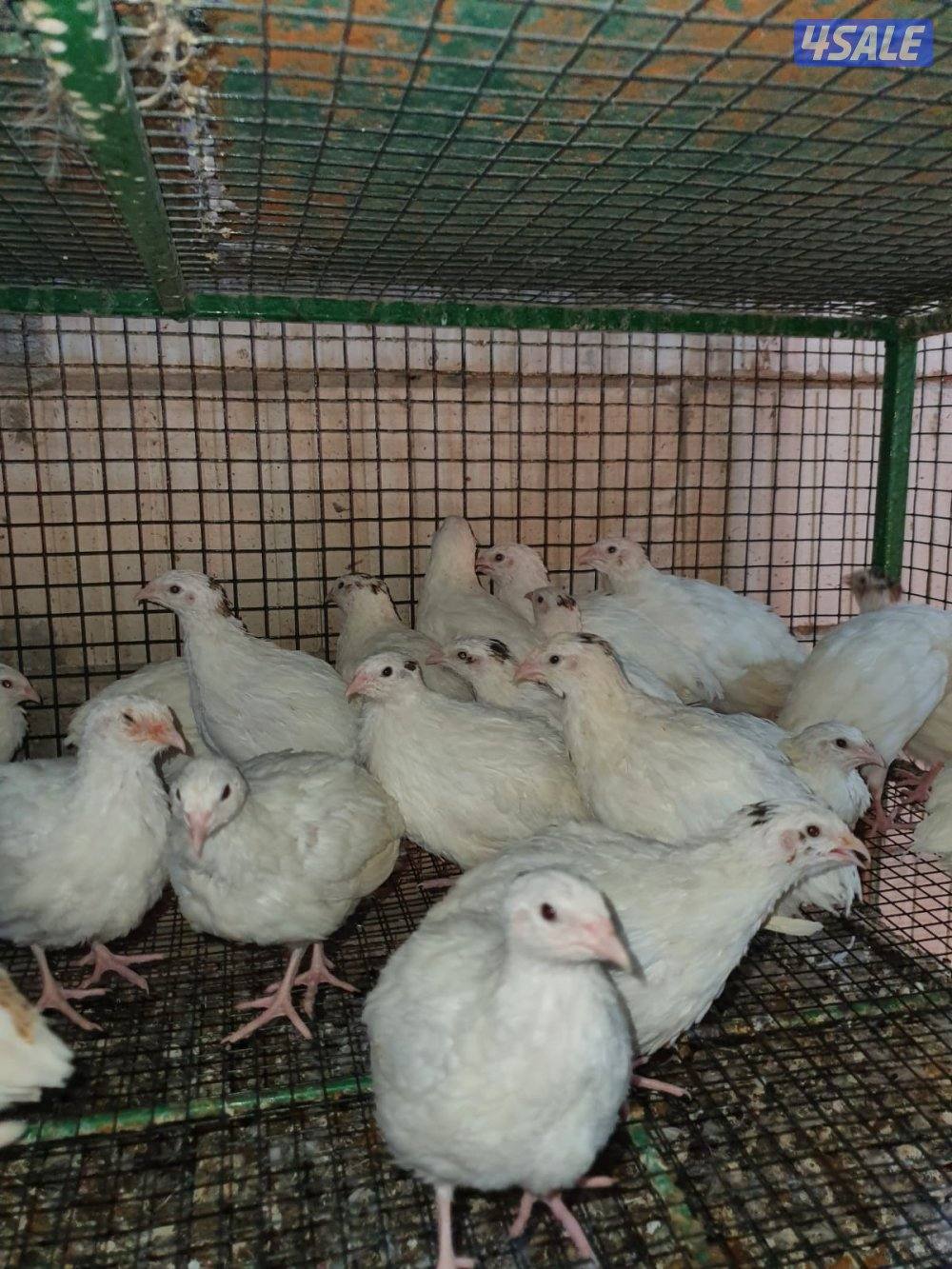 للبيع فري تكسس XXXL وفري عادي وبيض فري2