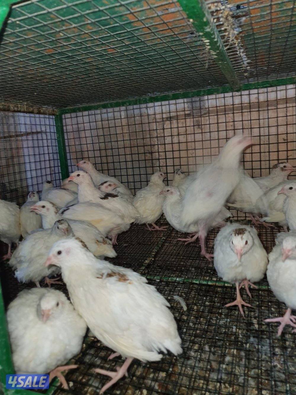 للبيع فري تكسس XXXL وفري عادي وبيض فري3