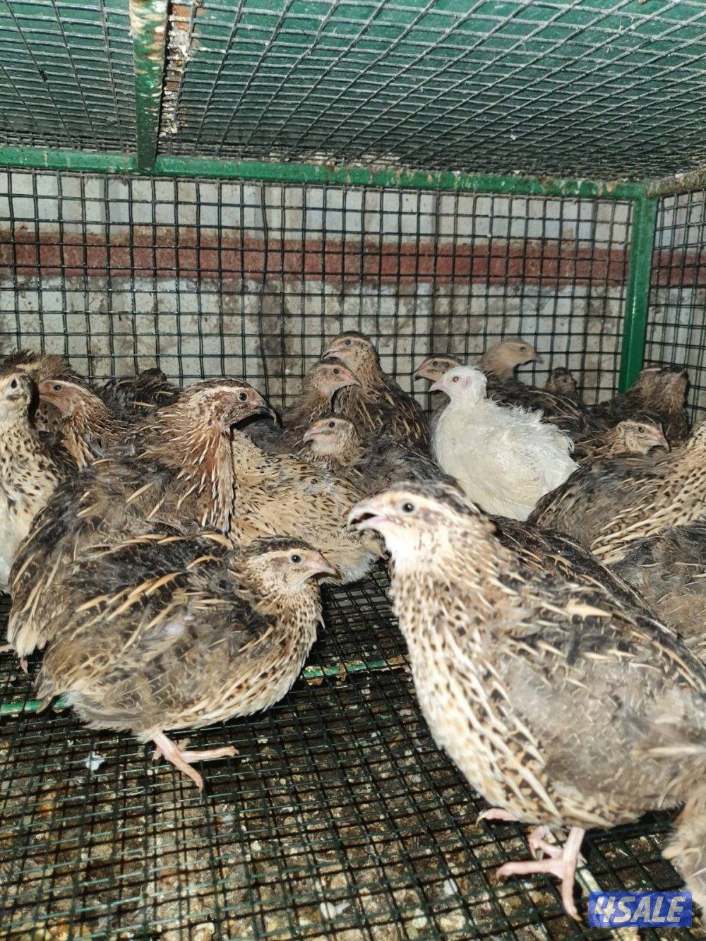 للبيع فري تكسس XXXL وفري عادي وبيض فري5