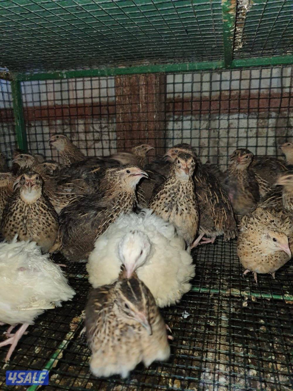 للبيع فري تكسس XXXL وفري عادي وبيض فري6