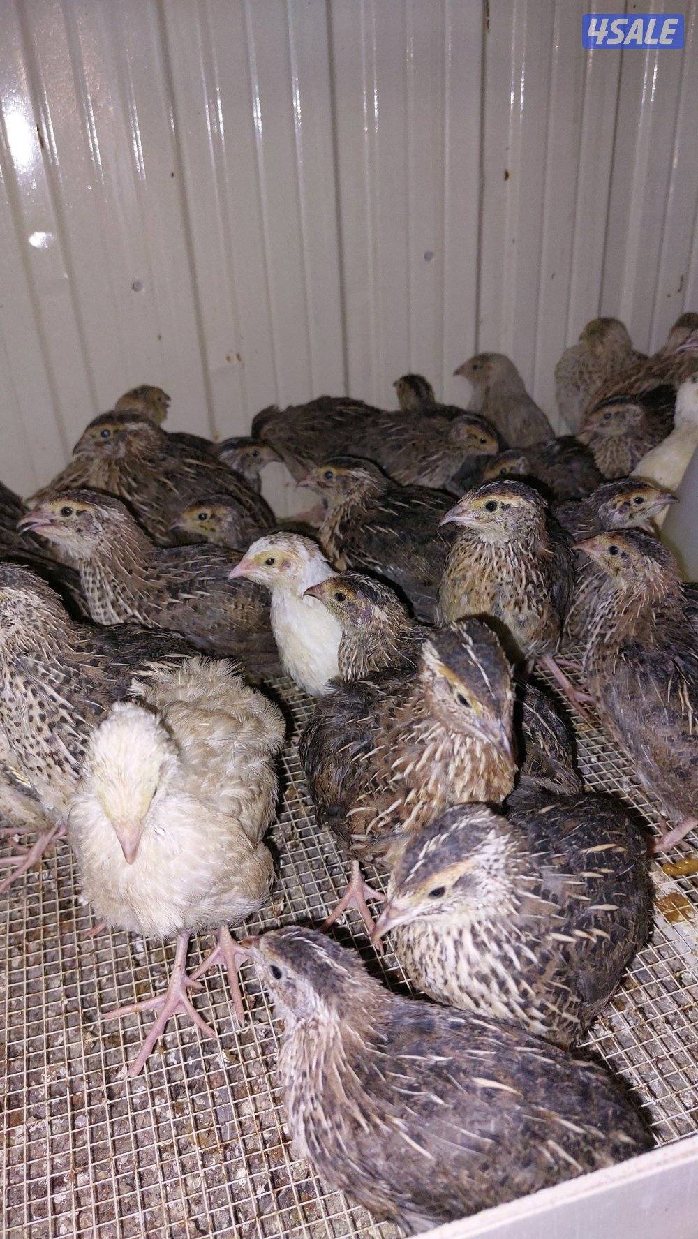 للبيع فري تكسس XXXL وفري عادي وبيض فري8