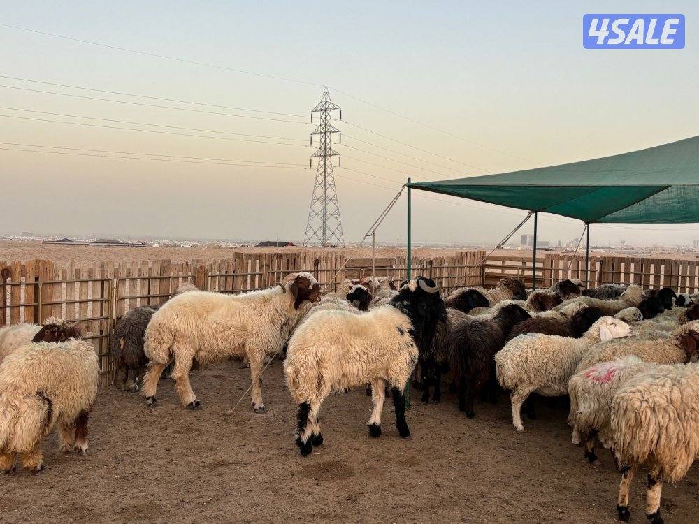 للبيع غنم شفال مضاريع ومطافيل0