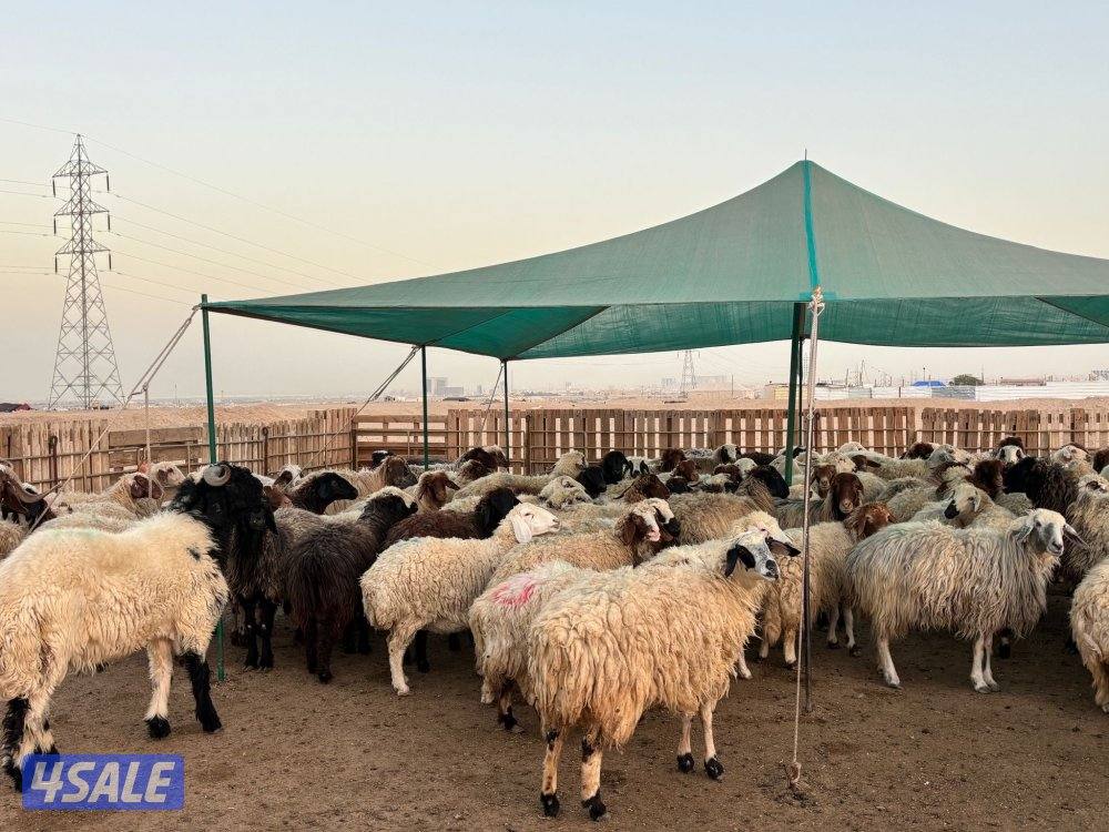 للبيع غنم شفال مضاريع ومطافيل1