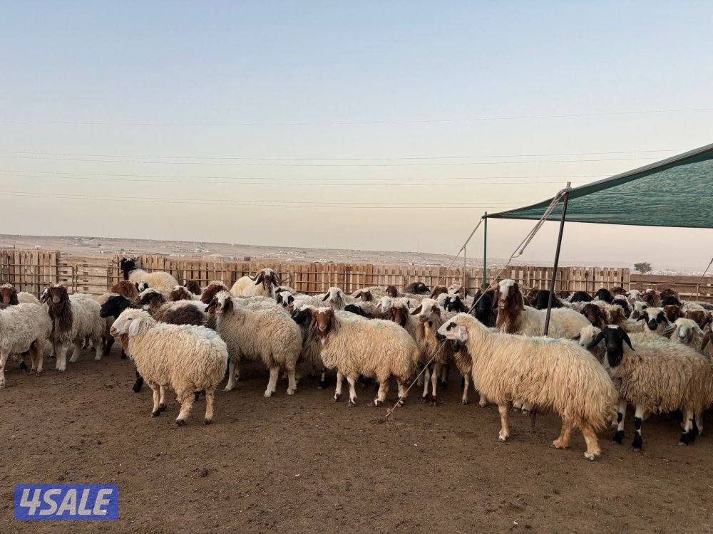 للبيع غنم شفال مضاريع ومطافيل4