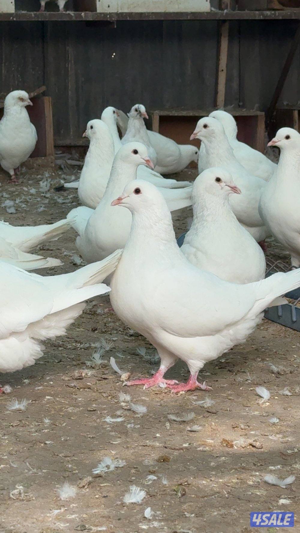 حمام لاحم مطور0