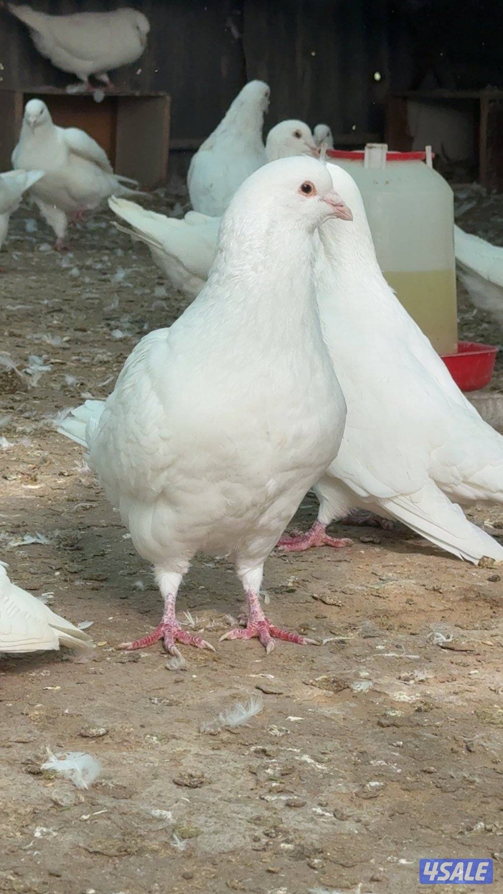 حمام لاحم مطور2