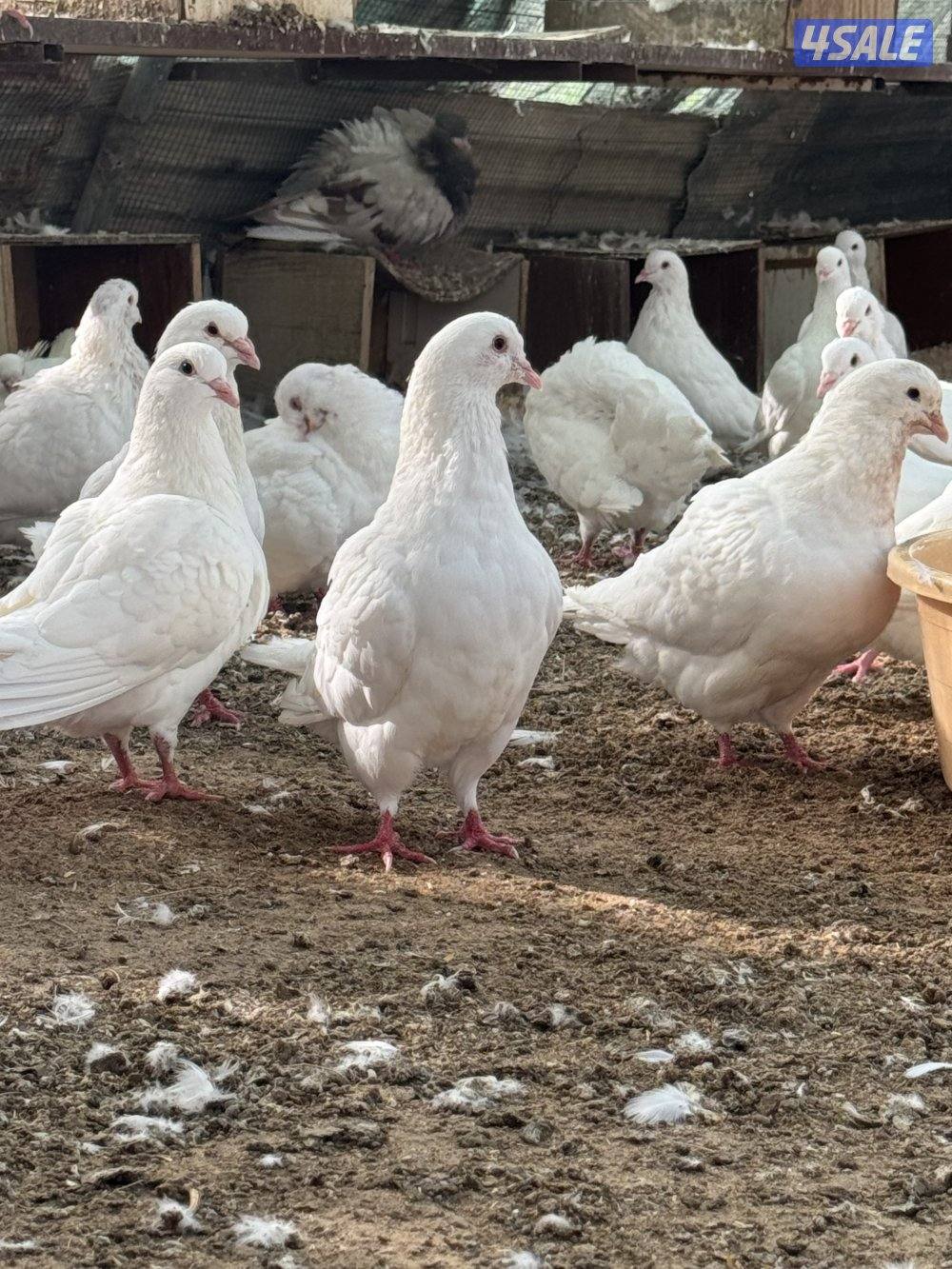 حمام لاحم مطور3