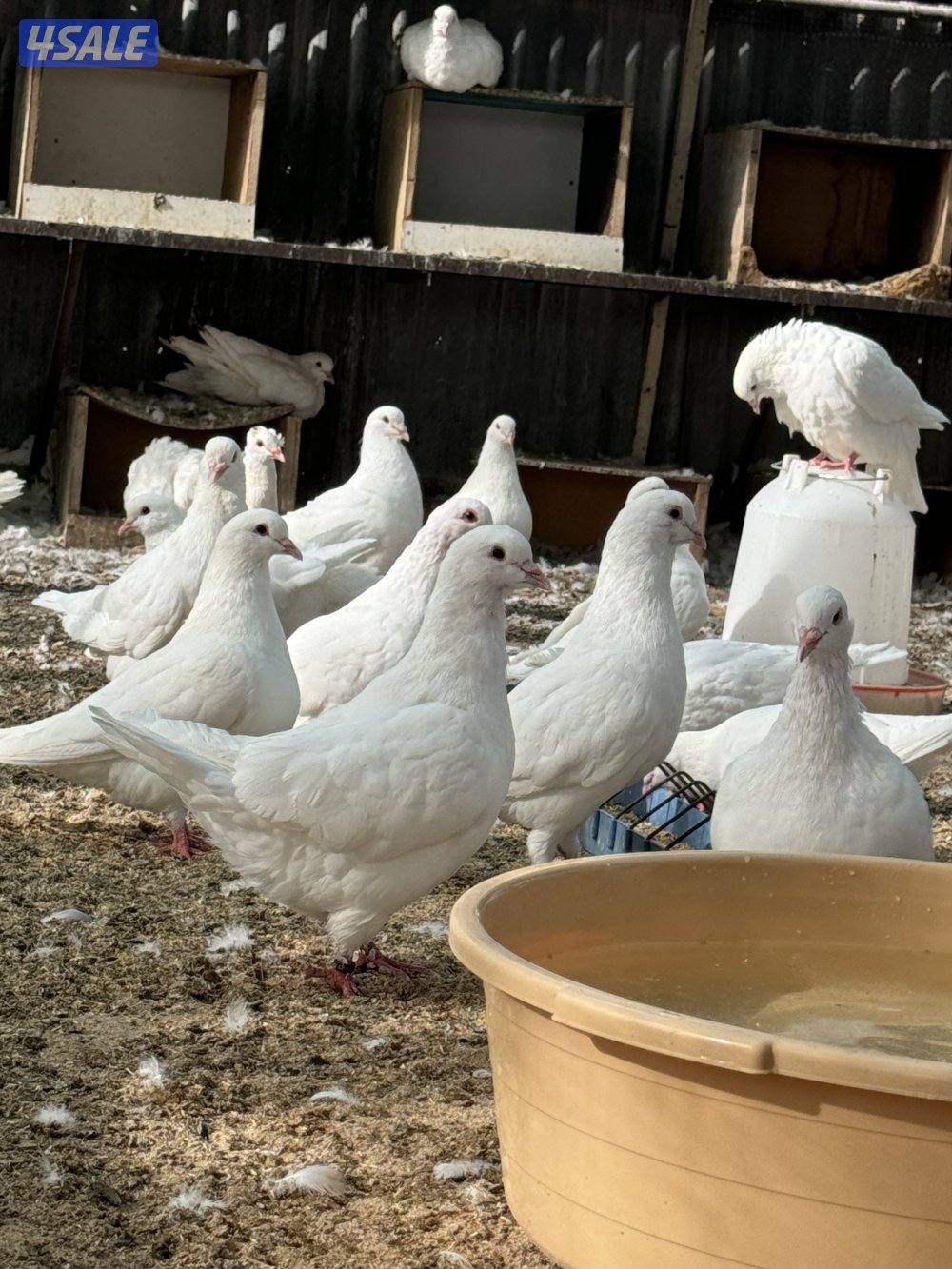 حمام لاحم مطور5